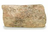 Fossil Sauropod Limb Bone Section w/ Metal Stand - Colorado #294912-2